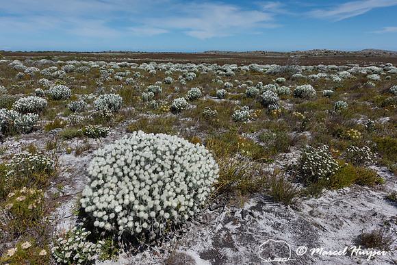 Flowering fijnbos vegetation, Cape Point, Table Mountain Nationa