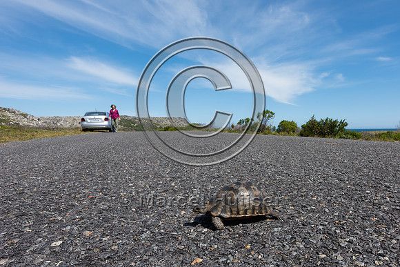 Angulate tortoise  (Chersina angulata) crossing road, Cape Point