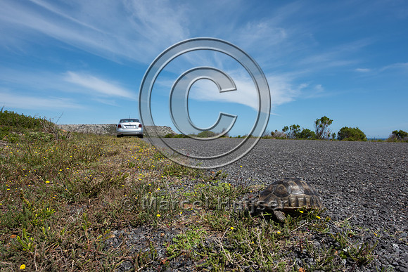 Angulate tortoise  (Chersina angulata) crossing road, Cape Point