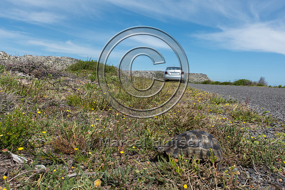Angulate tortoise  (Chersina angulata) crossing road, Cape Point