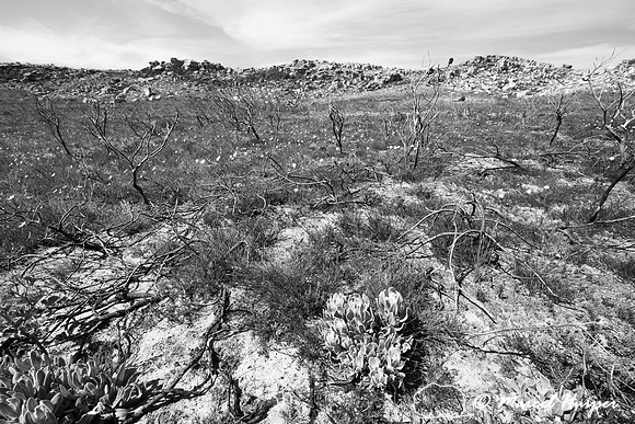 Burned fijnbos vegetation, Cape Point, Table Mountain National P