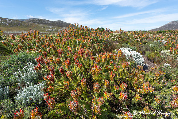 Flowering fijnbos vegetation, Cape Point, Table Mountain Nationa