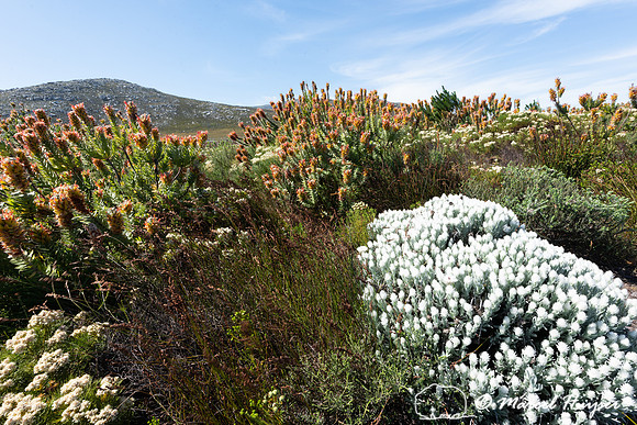 Flowering fijnbos vegetation, Cape Point, Table Mountain Nationa