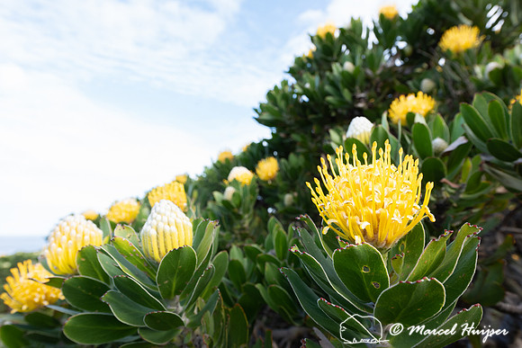 Flowering fijnbos vegetation, Cape Point, Table Mountain Nationa