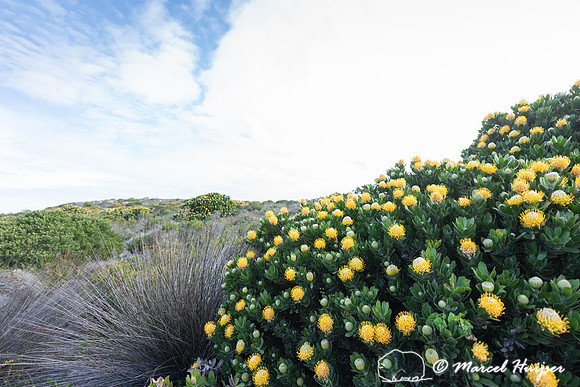 Flowering fijnbos vegetation, Cape Point, Table Mountain Nationa