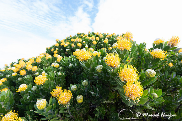 Flowering fijnbos vegetation, Cape Point, Table Mountain Nationa