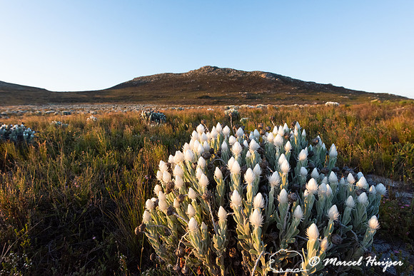 Flowering fijnbos vegetation, Cape Point, Table Mountain Nationa