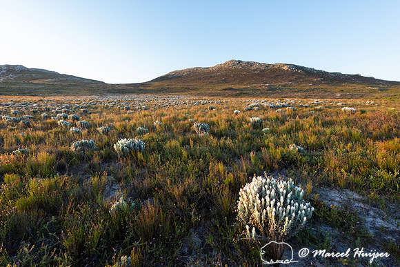 Flowering fijnbos vegetation, Cape Point, Table Mountain Nationa