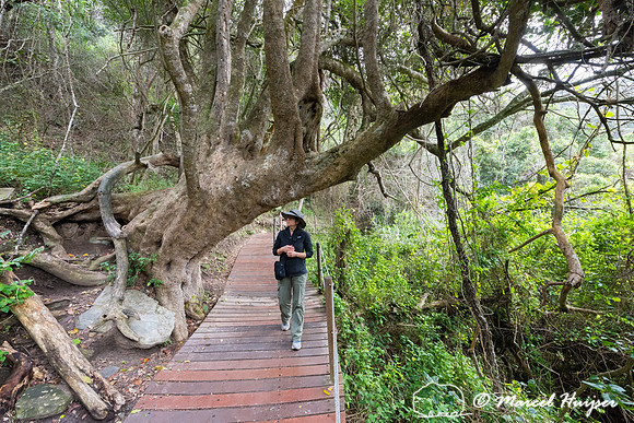 Hiking trail, Storms River, Eastern Cape, South Africa
