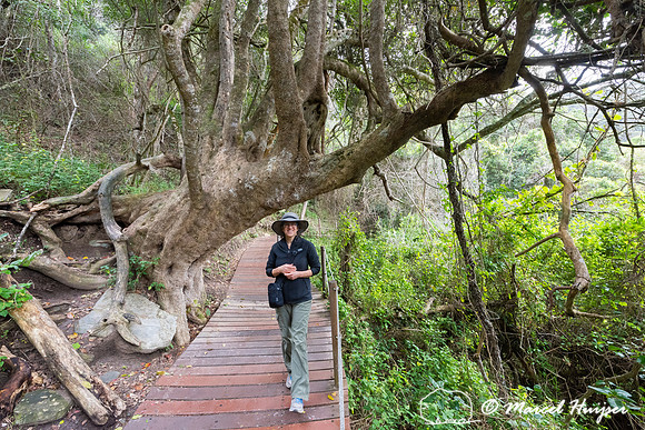 Hiking trail, Storms River, Eastern Cape, South Africa