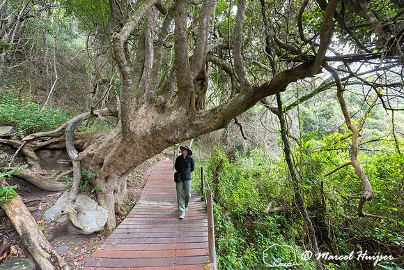 Hiking trail, Storms River, Eastern Cape, South Africa