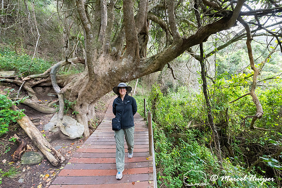 Hiking trail, Storms River, Eastern Cape, South Africa