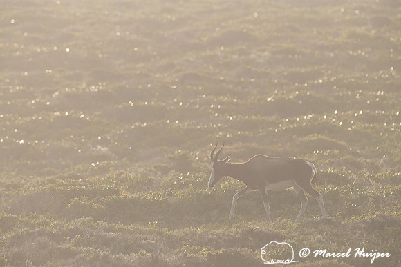 Bontebok (Damaliscus pygargus pygargus), Cape Point, Table Mount