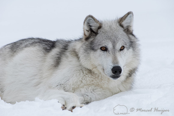 Wolf (Canis lupus)  in the snow, Montana, USA