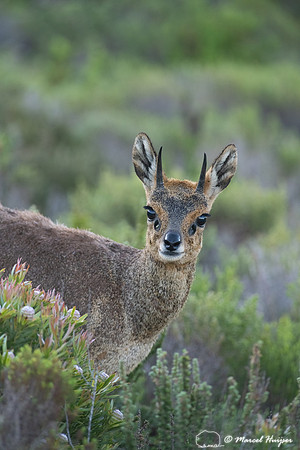 Klipspringer (Oreotragus oreotragus), Cape Point, Western Cape,