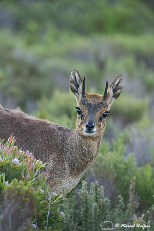 Klipspringer (Oreotragus oreotragus), Cape Point, Western Cape,