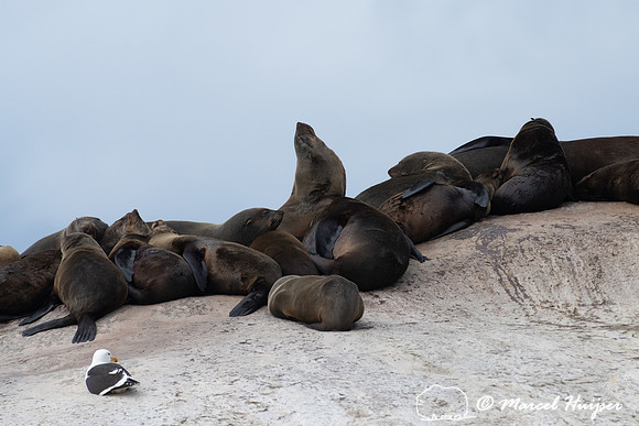 Cape fur seal (Arctocephalus pusillus), False Bay, Western Cape,