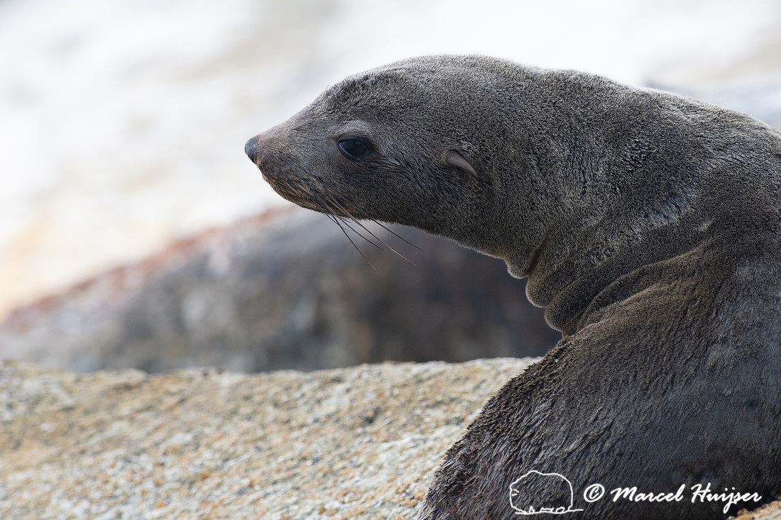 Cape fur seal (Arctocephalus pusillus), False Bay, Western Cape,