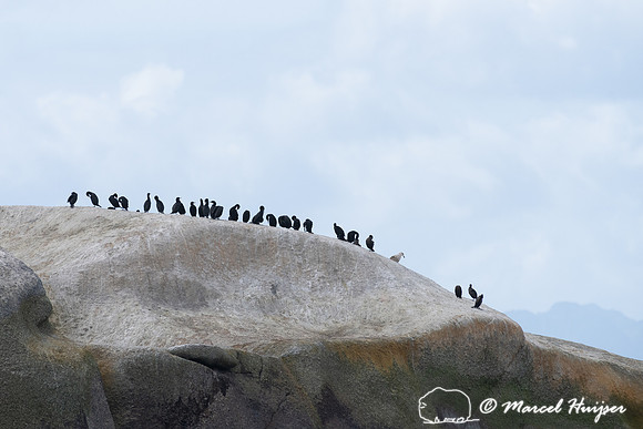 Cape cormorant or Cape shag (Phalacrocorax capensis), False Bay,