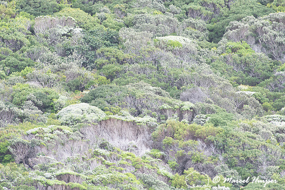 Fijnbos vegetation, Cape Point, Table Mountain National Park, We