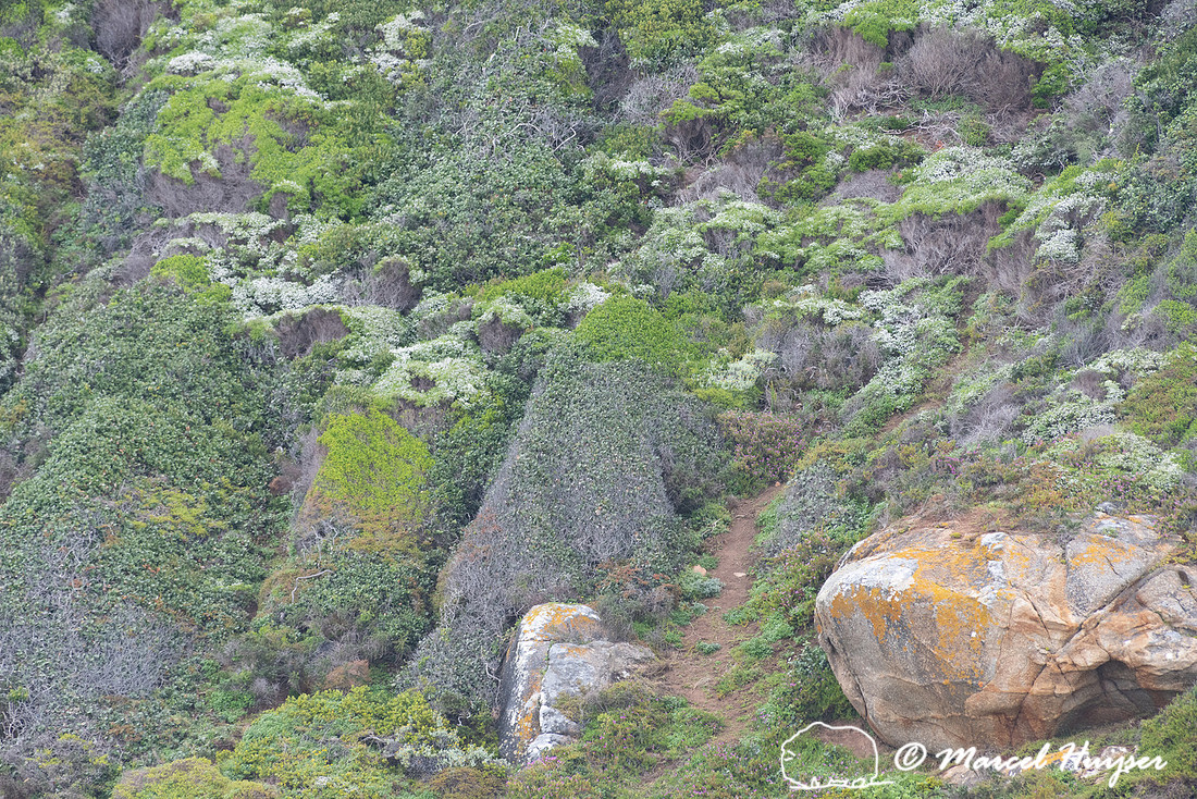Fijnbos vegetation, Cape Point, Table Mountain National Park, We