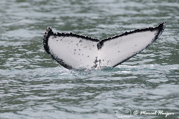 Humpback whale (Megaptera novaeangliae), False Bay, Western Cape