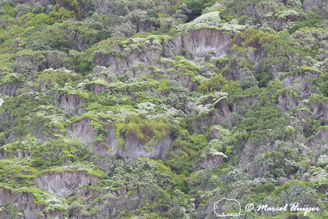 Fijnbos vegetation, Cape Point, Table Mountain National Park, We