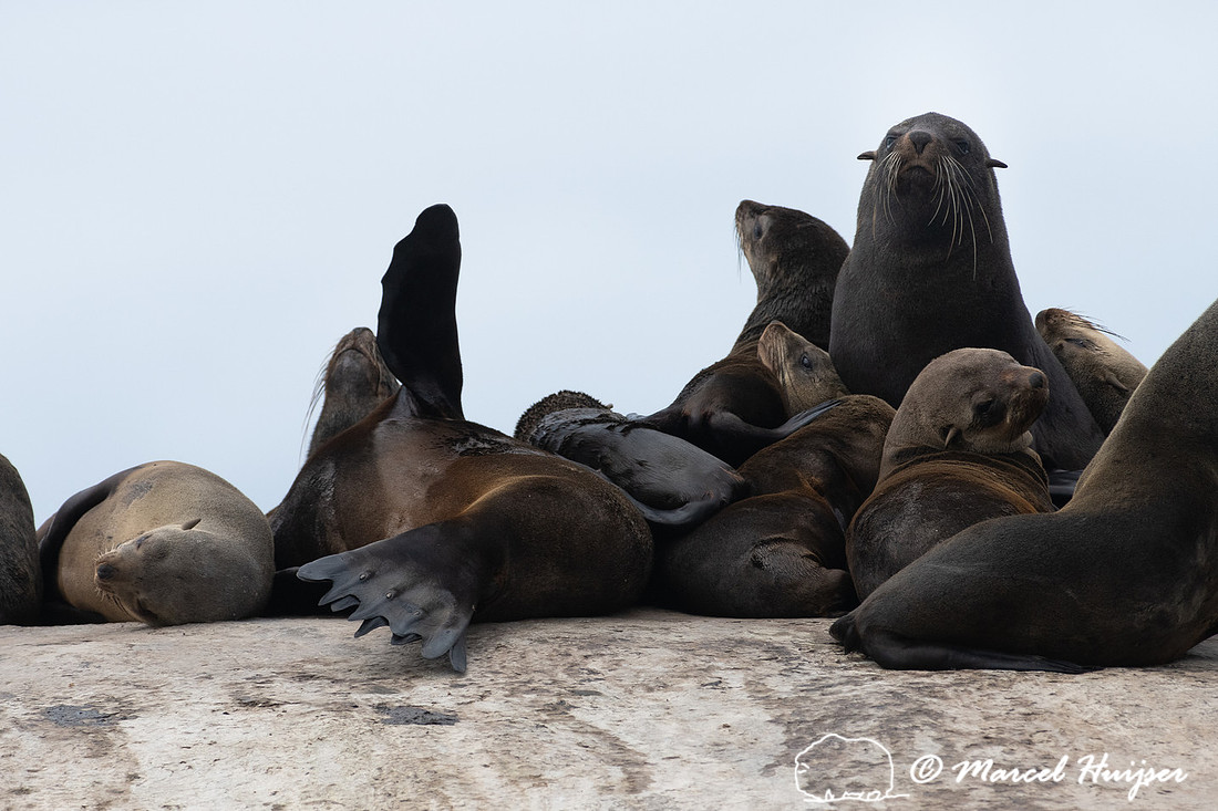 Cape fur seal (Arctocephalus pusillus), False Bay, Western Cape,