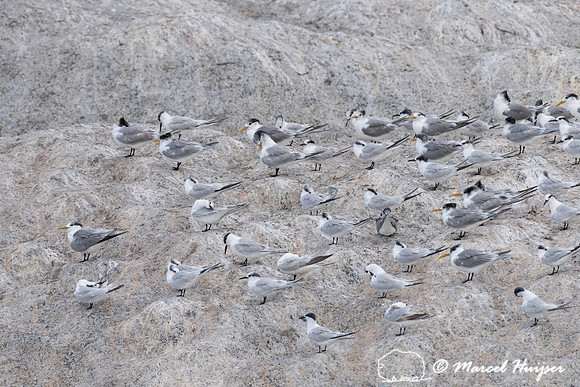 Greater crested tern (Thalasseus bergii), also called crested te