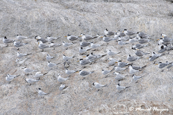 Greater crested tern (Thalasseus bergii), also called crested te