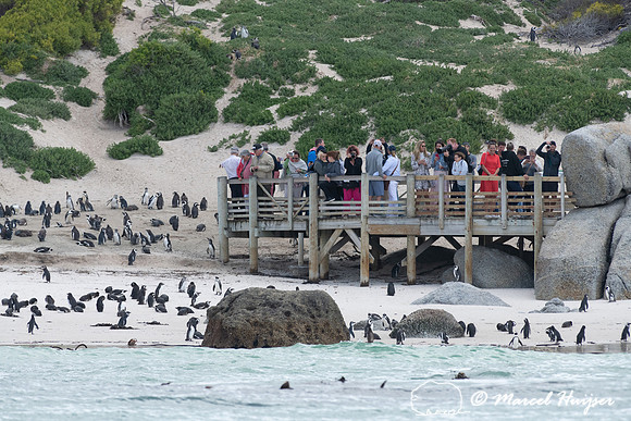 Viewing platform for African penguins, Simon's Town, Western Cap