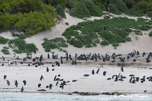 African penguins, Simon's Town, Western Cape, South Africa