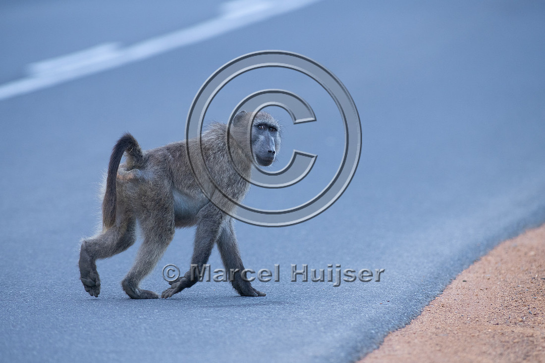 Chacma baboon (Papio ursinus), also known as the Cape baboon, ne