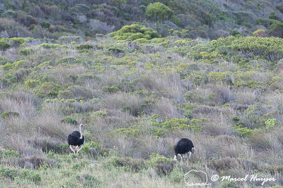 Common ostrich (Struthio camelus), Cape Point, Western Cape, Sou