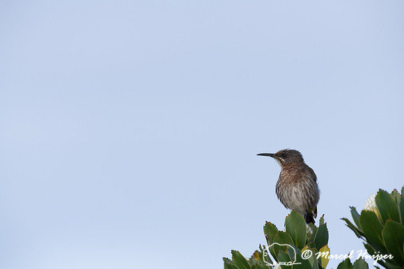 Cape sugarbird (Promerops cafer), Cape Point, Western Cape, Sout