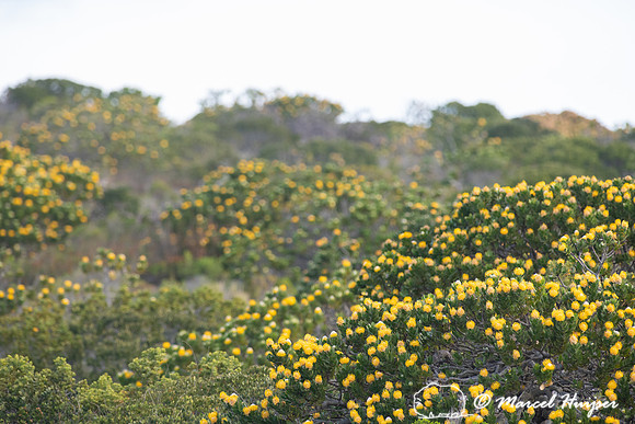 Flowering fijnbos vegetation, Cape Point, Table Mountain Nationa