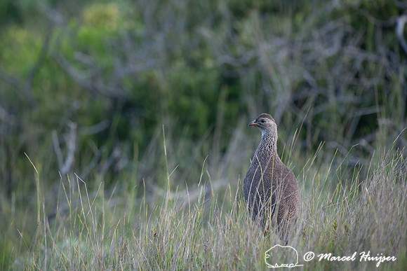 Cape spurfowl, or Cape francolin (Pternistis capensis), Cape Poi