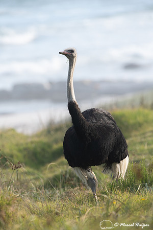 Common ostrich (Struthio camelus), Cape Point, Western Cape, Sou