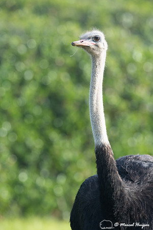 Common ostrich (Struthio camelus), Cape Point, Western Cape, Sou
