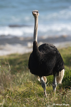 Common ostrich (Struthio camelus), Cape Point, Western Cape, Sou