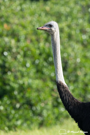Common ostrich (Struthio camelus), Cape Point, Western Cape, Sou