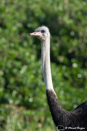 Common ostrich (Struthio camelus), Cape Point, Western Cape, Sou