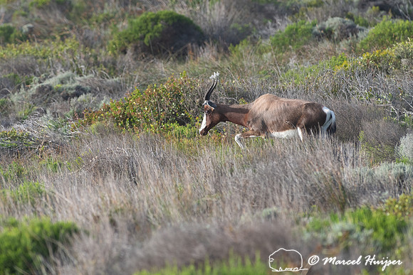 Bontebok (Damaliscus pygargus pygargus), Cape Point, Table Mount