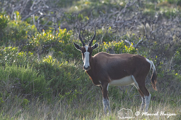 Bontebok (Damaliscus pygargus pygargus), Cape Point, Table Mount