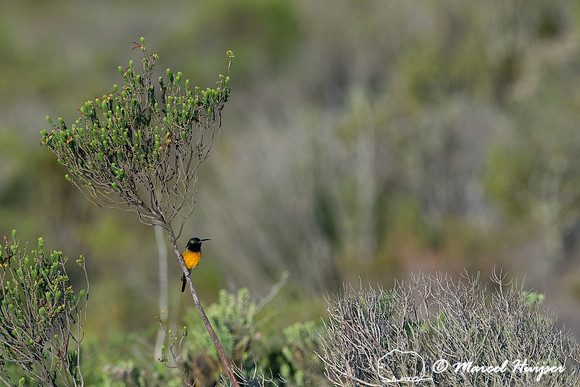 Orange-breasted sunbird (Anthobaphes violacea), Cape Point, West