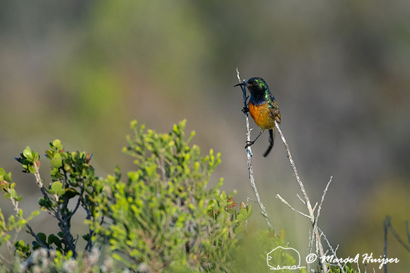 Orange-breasted sunbird (Anthobaphes violacea), Cape Point, West
