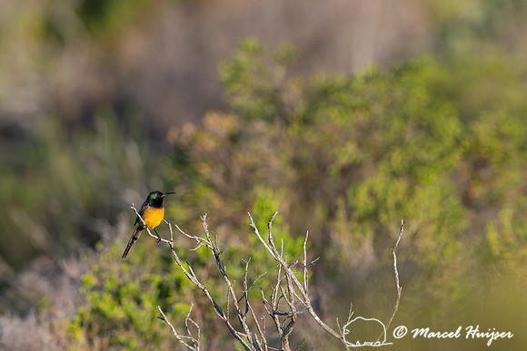 Orange-breasted sunbird (Anthobaphes violacea), Cape Point, West