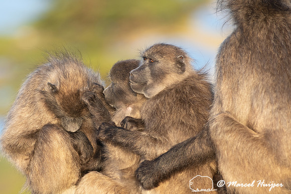 Chacma baboon (Papio ursinus), also known as the Cape baboon, Ca