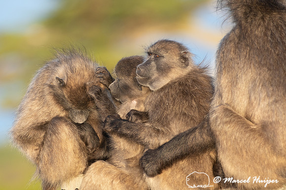 Chacma baboon (Papio ursinus), also known as the Cape baboon, Ca