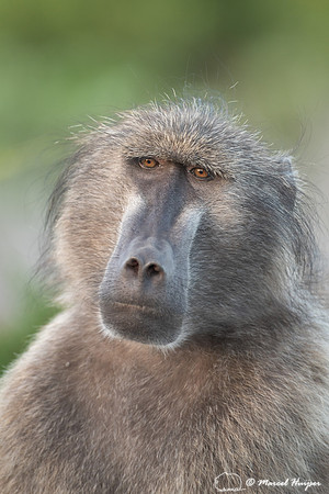 Chacma baboon (Papio ursinus), also known as the Cape baboon, Ca